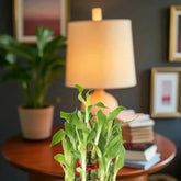 Two-layer Lucky Bamboo Plant placed on a wooden table near a lamp, great for office or home interiors. A thoughtful good luck gift option.